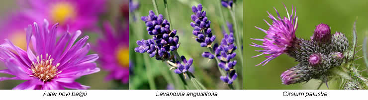 Aster novi belgii, Lavandula angustifolia, Cirsium palustre